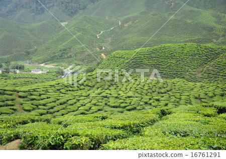 Green Tea plantation in Cameron Highland Valley Green Tea plantation in Cameron Highland Valley 16761291