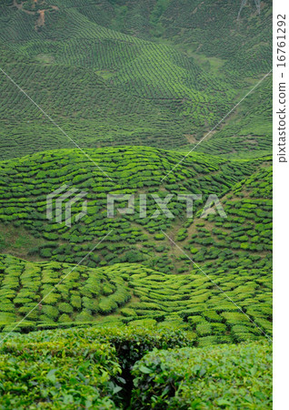 Green Tea plantation in Cameron Highland Valley Green Tea plantation in Cameron Highland Valley 16761292
