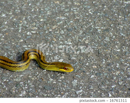 Shimate snake Shimate snake 16761311