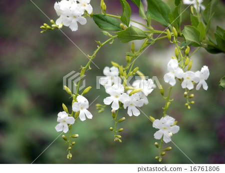White flower Duranta White flower Duranta 16761806