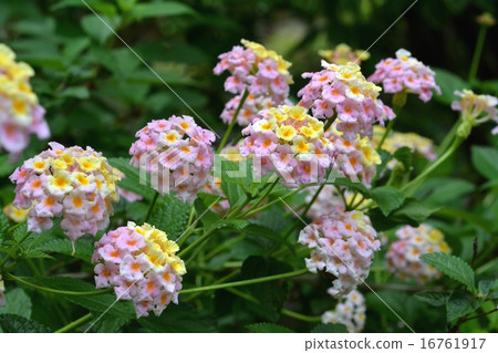 Lantana Lantana 16761917