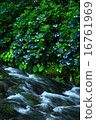 A hydrangea's hydrangea A hydrangea's hydrangea 16761969