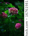 hydrangea hydrangea 16761981