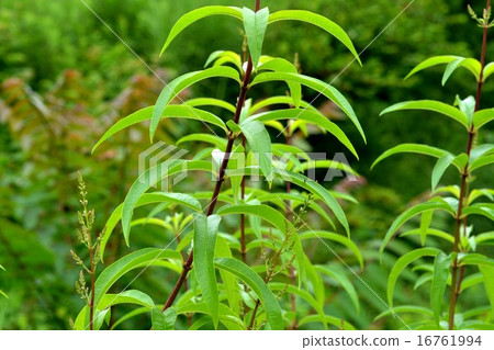 檸檬馬鞭草 16761994