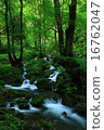 Rain in the forest Rain in the forest 16762047