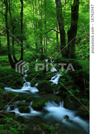 Rain in the forest 16762047