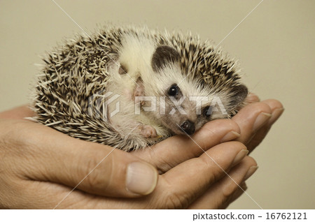 Hedgehog 2 / Hedgehog Hedgehog 2 / Hedgehog 16762121