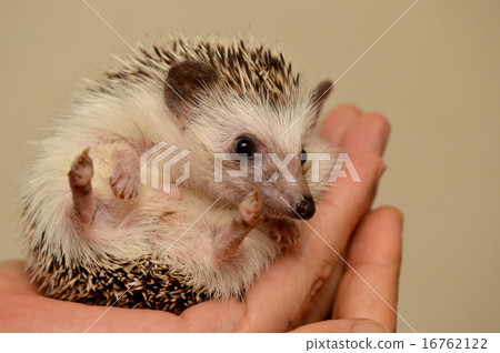 Hedgehog 3 / Hedgehog Hedgehog 3 / Hedgehog 16762122