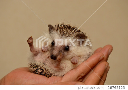 Hedgehog 4 / Hedgehog Hedgehog 4 / Hedgehog 16762123