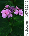 hydrangea hydrangea 16762249