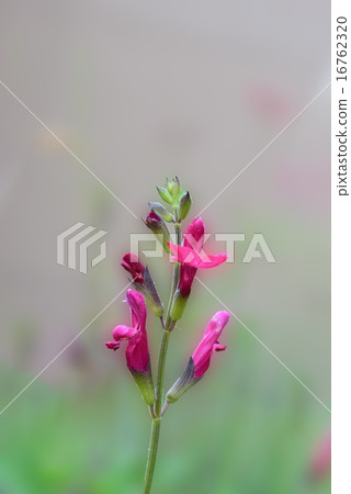 Cherry sage 16762320