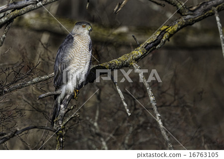 Hunting Coopers Hawk perched in a tree 16763105