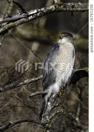 Vertical of a hunting Coopers Hawk perched in a tr 16763106