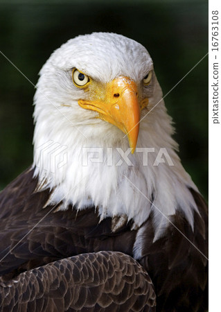 Portrait of a Bald Eagle Portrait of a Bald Eagle 16763108