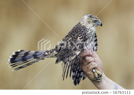 Bander holding a Coopers Hawk 16763111
