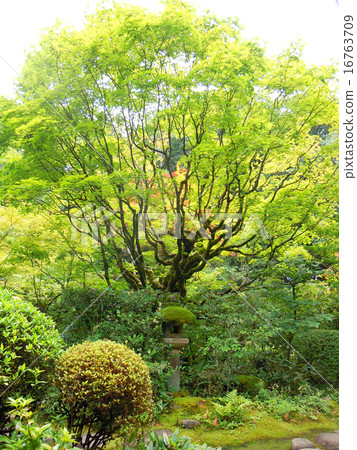 一個花園 16763709