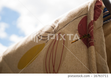 藍天和蜻蜓 16763711