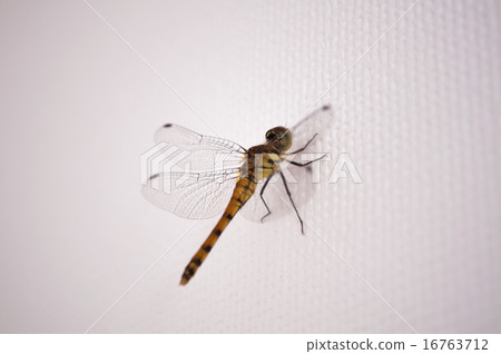 裁剪標記 裁剪標記 16763712