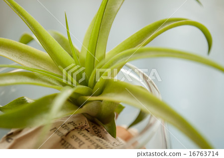 空氣植物 16763714