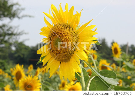 向日葵 16763765