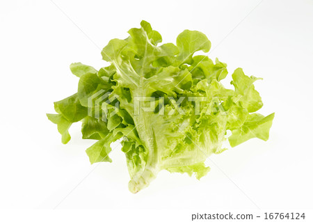 Green oak Green oak 16764124
