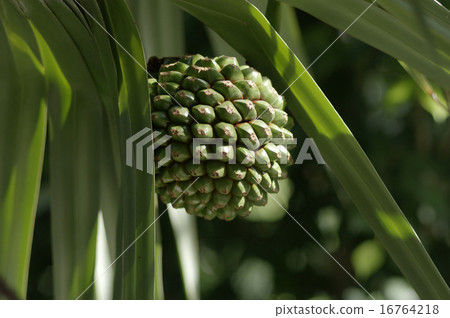 Fruit of Vyoteotaki 16764218