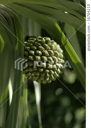 Fruit of Vyoteotaki 16764219