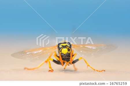 European giant hornet 16765259