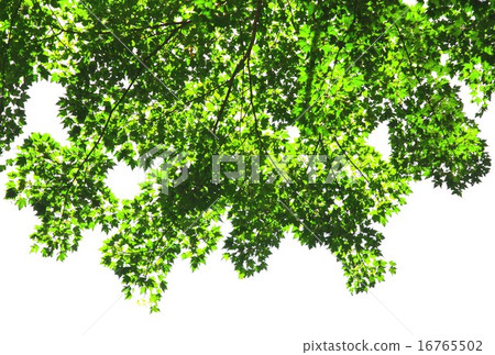 Green lush early summer Nagano Prefecture Kita Alps, Maple in the forest of Yamazato 16765502