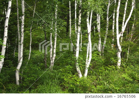 White birch forest of Norikura Highland covered with summer dark green 16765506