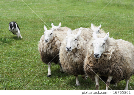 A flock of sheep 16765861