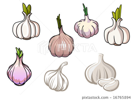 Set of isolated garlic vegetables Set of isolated garlic vegetables 16765894