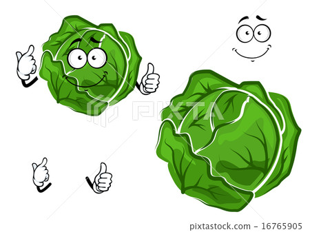 Isolated cartoon green cabbage vegetable Isolated cartoon green cabbage vegetable 16765905