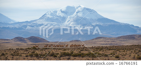 Group of Vicuna on the Altiplano 16766191