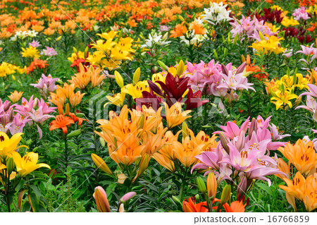 Harukayama lily Harukayama lily 16766859