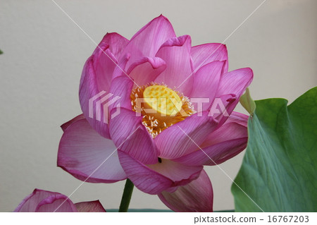 古蓮花 古蓮花 16767203
