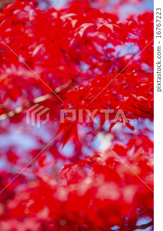 Autumn leaves (crimson) Autumn leaves (crimson) 16767223