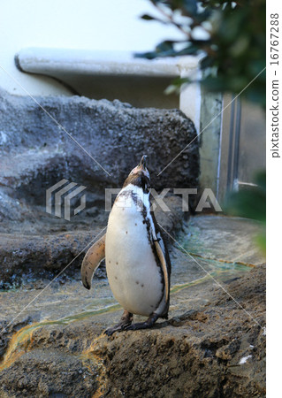 A penguin looking up directly above A penguin looking up directly above 16767288
