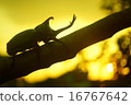 Beetle of sunset 16767642