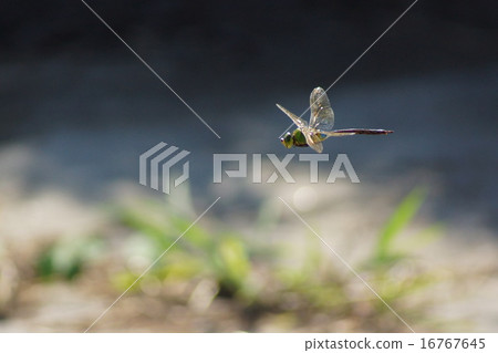 Flight of Gin Yama Flight of Gin Yama 16767645