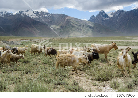 Group of goat field, Padum, Zanskar vally, India. 16767900