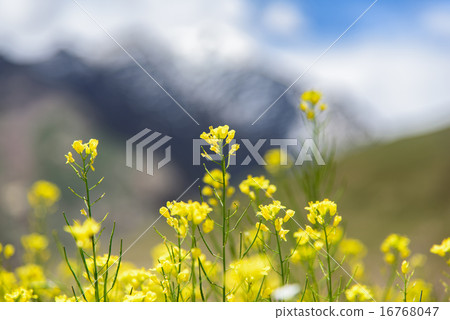 Mustard field with mountain background, Srinagar,  16768047