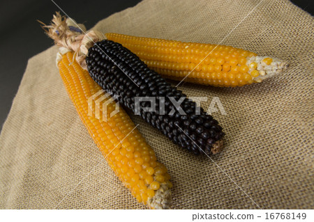 幹玉米 16768149