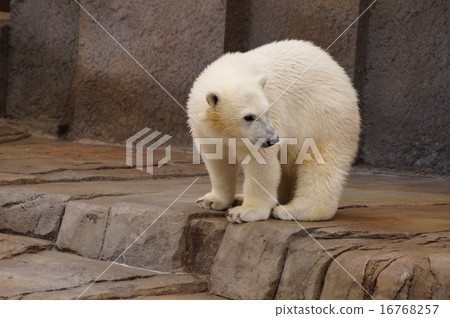 Polar bears Polar bears 16768257