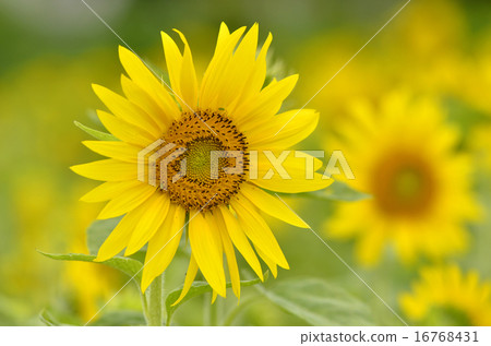 向日葵 16768431
