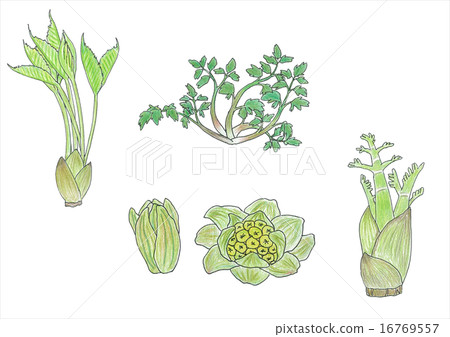 Wild vegetables (bamboo shoots from the left, rice fields, clay, blossoms) Wild vegetables (bamboo shoots from the left, rice fields, clay, blossoms) 16769557