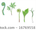 Wild vegetable (from left to right, dumpling, mainspring, leaning, lengthening) 16769558