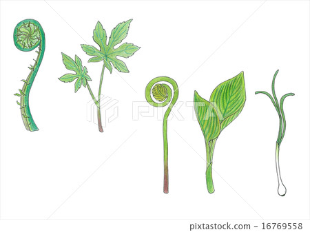 Wild vegetable (from left to right, dumpling, mainspring, leaning, lengthening) 16769558