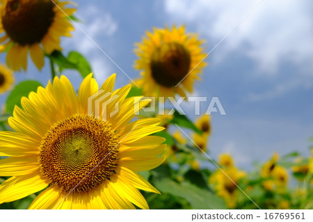 Sunflower field Sunflower field 16769561