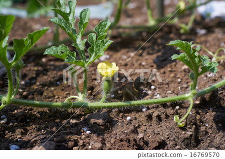 Watermelon vine and female flower crawling on the ground Watermelon vine and female flower crawling on the ground 16769570